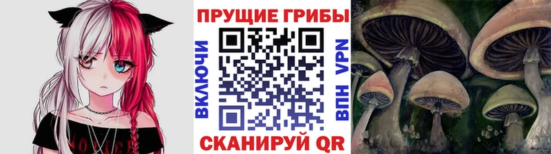 Псилоцибиновые грибы Psilocybe  Купить  Стрежевой 